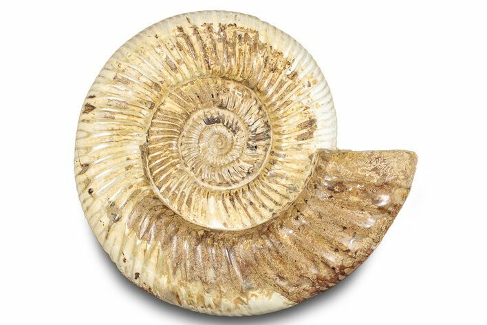 Polished Jurassic Ammonite (Kranosphinctes) - Madagascar #283220